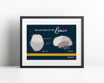 Brain Anatomy Print // Neurologgy Print // Spinal Nerve Chart // Chiropractic // Subluxation // Nervous System // Cervical Spine