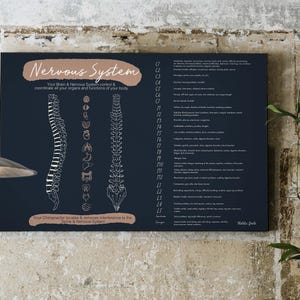 Your Nervous System // Chiropractic // Subluxation // Symptoms // Nervous System // Healing // Pain // Anatomy