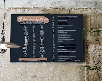 Your Nervous System // Chiropractic // Subluxation // Symptoms // Nervous System // Healing // Pain // Anatomy
