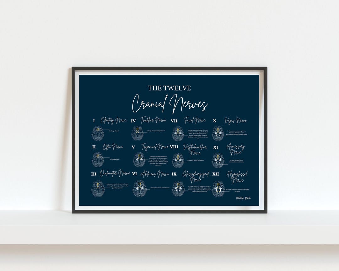 The Twelve Cranial Nerves // Chiropractic // Medical Print // Neurology ...