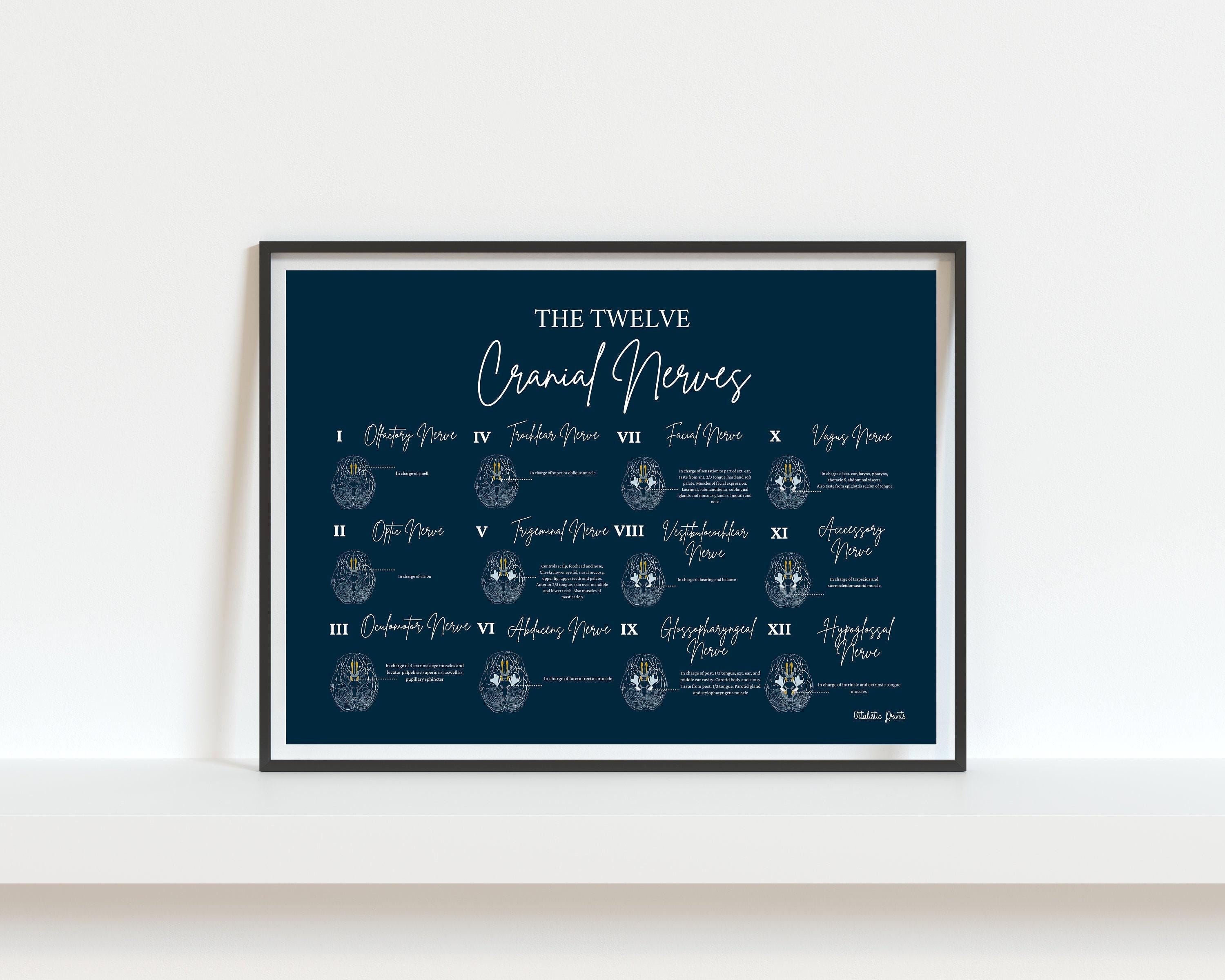 The Twelve Cranial Nerves // Chiropractic // Medical Print // Neurology ...