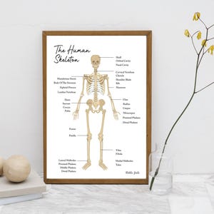 The Human Skeleton // Chiropractic // Subluxation Complex  // Symptoms // Nervous System // Healing // Pain // Anatomy