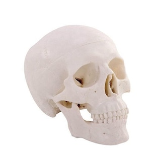 Modelo de entrenamiento de enseñanza de cráneo humano anatómico económico // Quiropráctica // Modelo de anatomía // Anatomía humana // Sistema nervioso // Anatomía