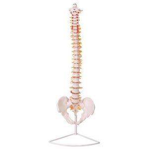 May include: A white anatomical model of the human spine with yellow and orange details. The spine is mounted on a white stand with three legs.