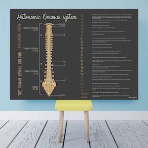 Your Nervous System // Chiropractic // Subluxation // Symptoms // Nervous System // Healing // Pain // Anatomy