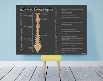 Your Nervous System // Chiropractic // Subluxation // Symptoms // Nervous System // Healing // Pain // Anatomy