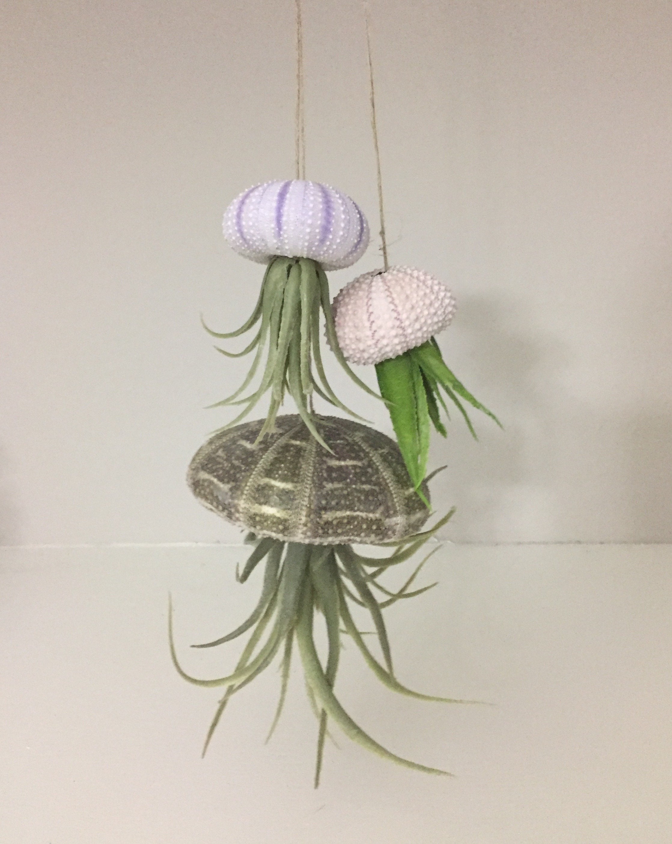 Succulent Jellyfish Trio Etsy Singapore