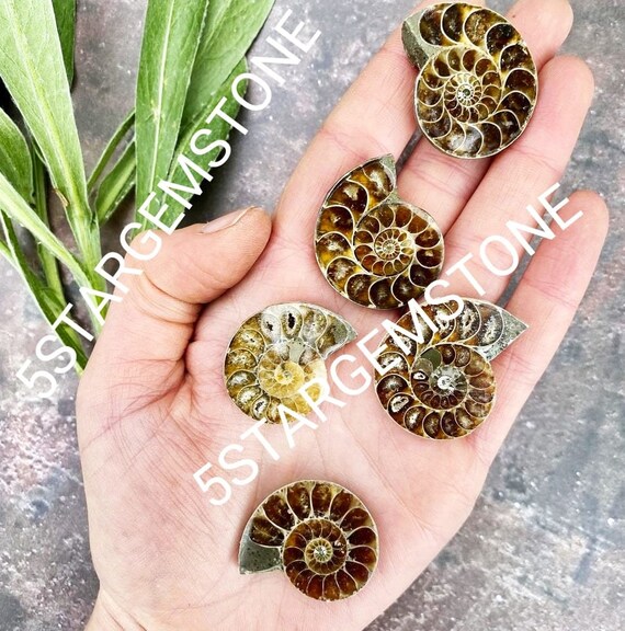 Ammonite Fossil Pair Cabochon Ammonite Fossil Loose Stone Mixed Size Ammonite Fossil For Jewelry Making Natural Ammonite Fossil Gemstone