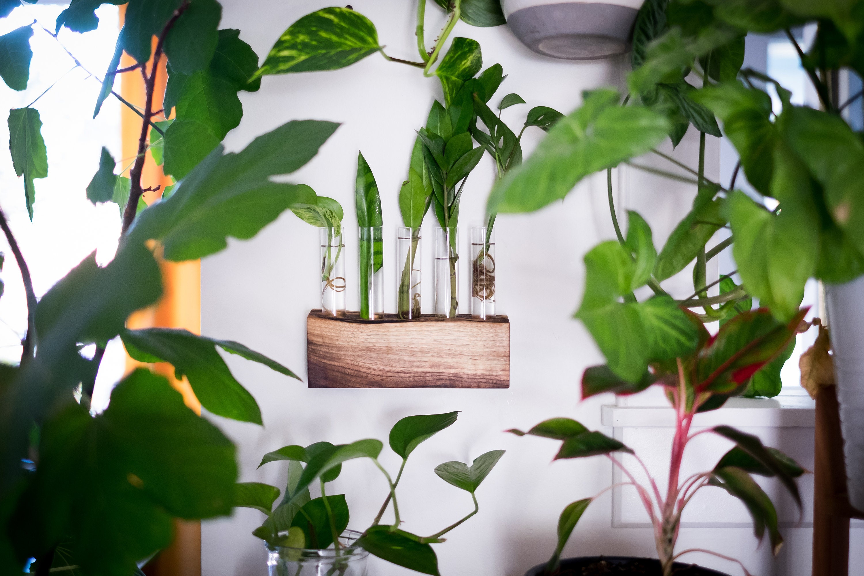 Live Edge Propagation Block Walnut Five Tubes / Propagation Station