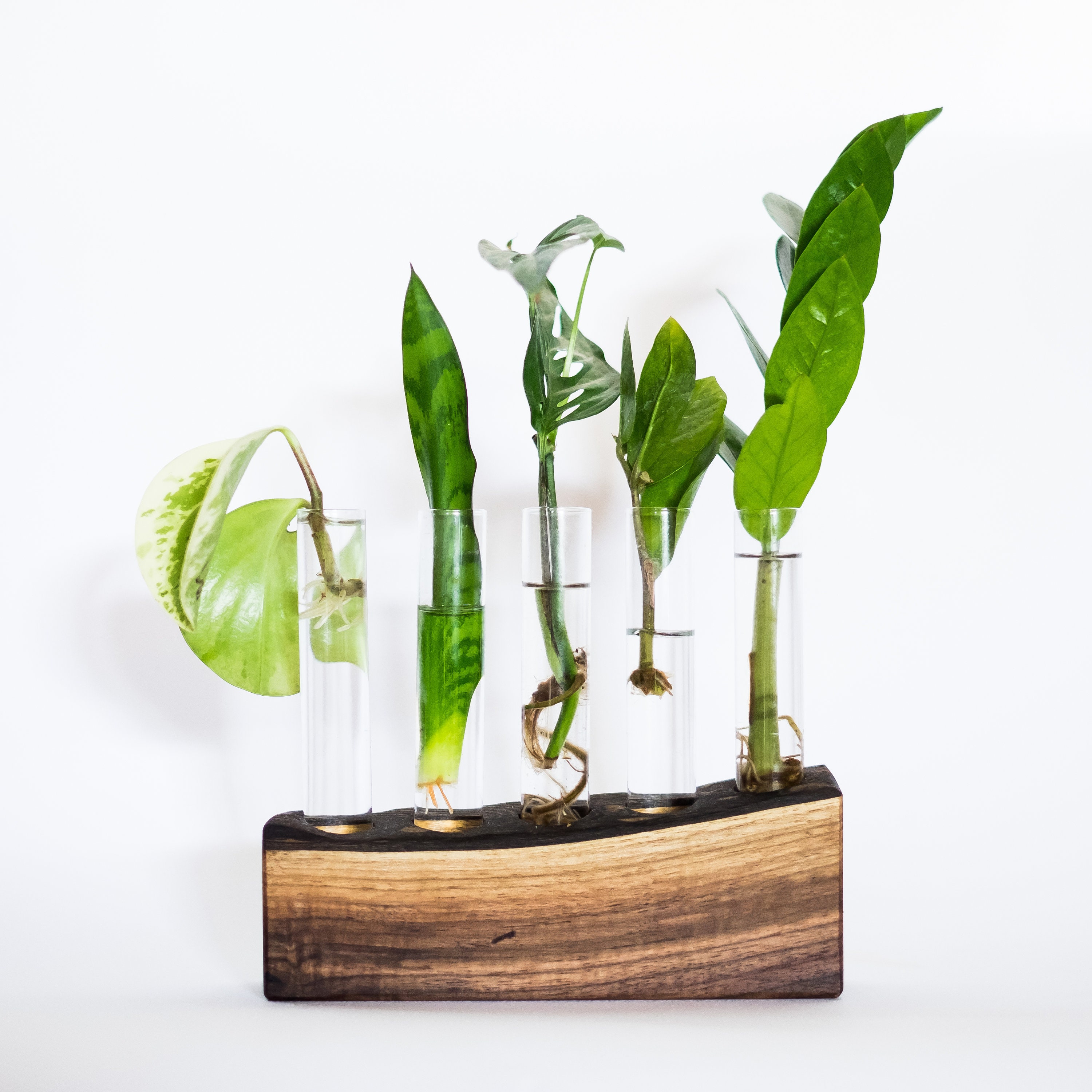 Live Edge Propagation Block Walnut Five Tubes / Propagation Station