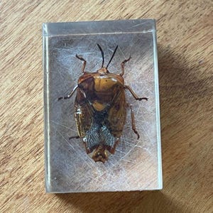May include: A preserved insect encased in a clear rectangular resin block. The insect has a brown and tan body with visible legs and antennae. The resin block is set on a wooden surface.