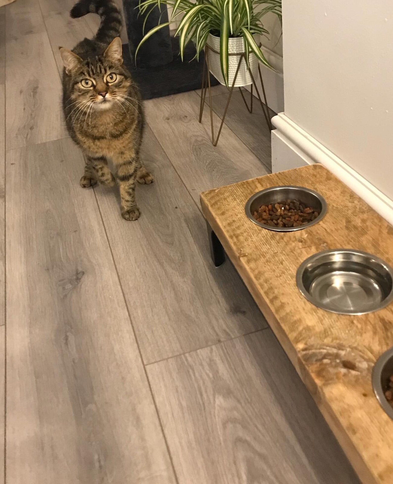 Wooden Cat Bowl Stand Etsy UK