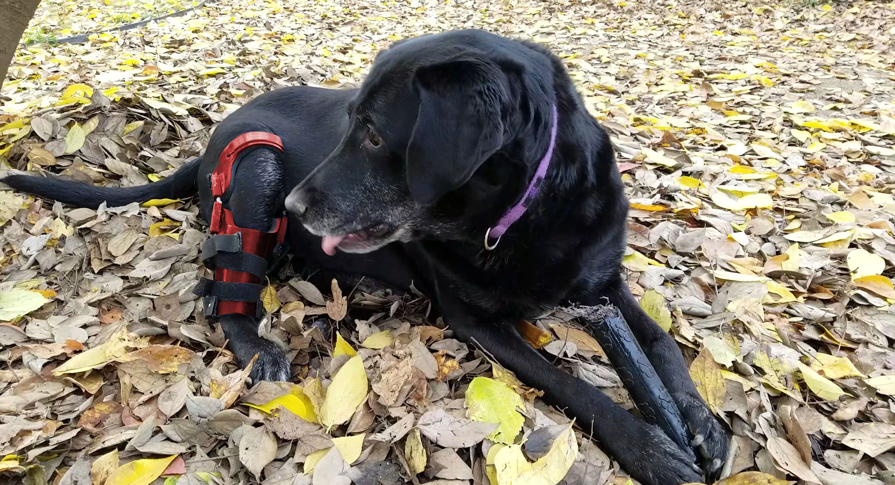 canine-knee-brace-dog-stifle-brace-pet-ccl-brace-3d-etsy