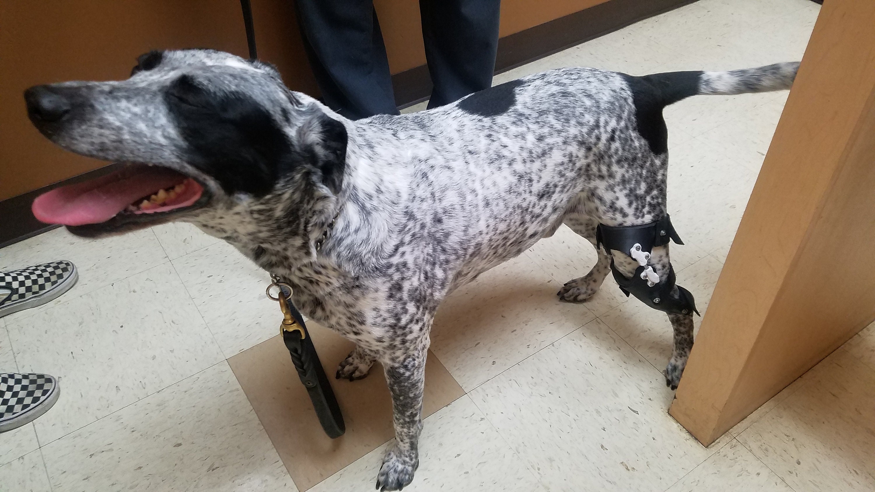 canine-knee-brace-dog-stifle-brace-pet-ccl-brace-3d-etsy