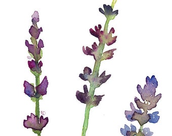Lavender Print. Herb Wall Art of Original Watercolor Painting. Herbal Wall Decor. Floral Poster. Botanical Art Poster. Lavender Painting