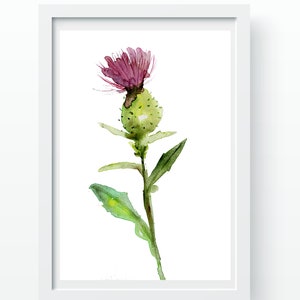 Thistle Watercolor Painting: Floral Fine Art Print