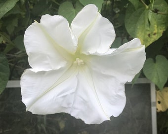 Ipomea Alba Moon Vine seed only 75 cents Shipping on single or multiple items!!