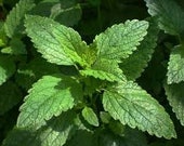 150 Lemon Balm Seeds - Melissa officinalis