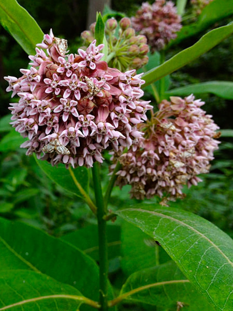 100 Native Common Milkweed Seeds Asclepias syriaca | Etsy
