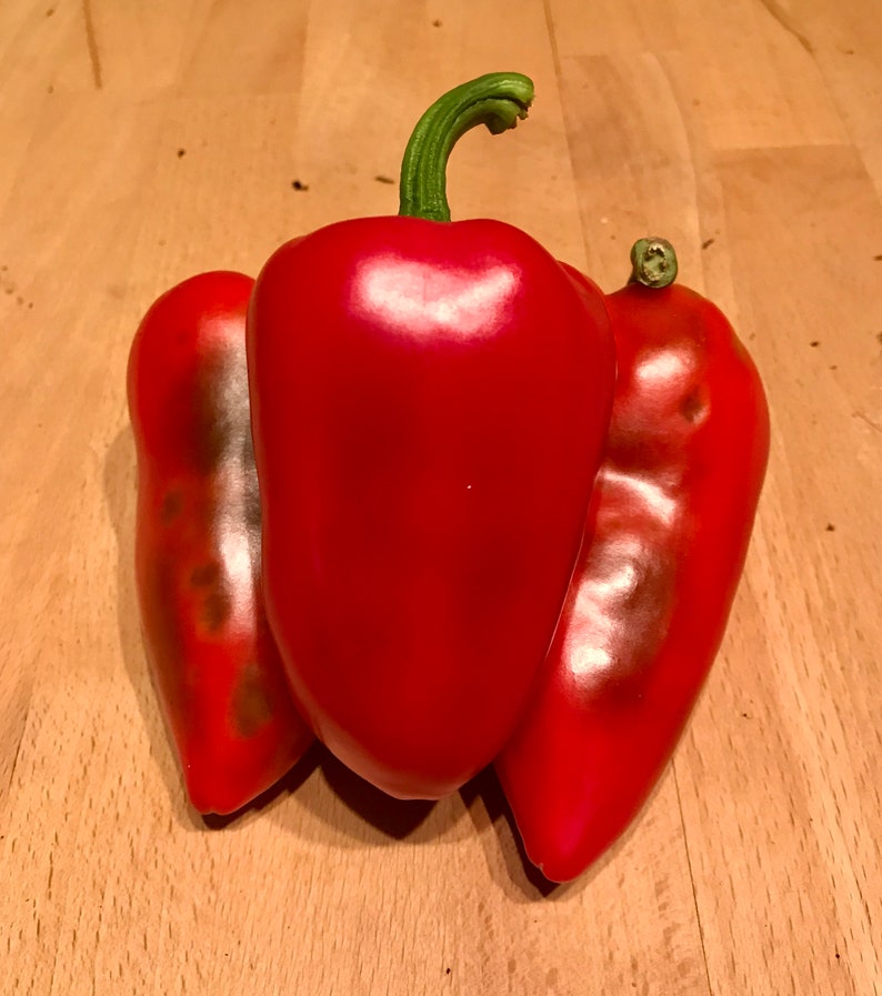 50 Sweet Lipstick Pepper Seeds Capsicum annuum Etsy