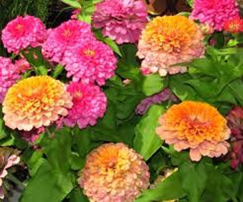 100 Zinnia Mix 'Gold Medal' Seeds Zinnia elegans Etsy