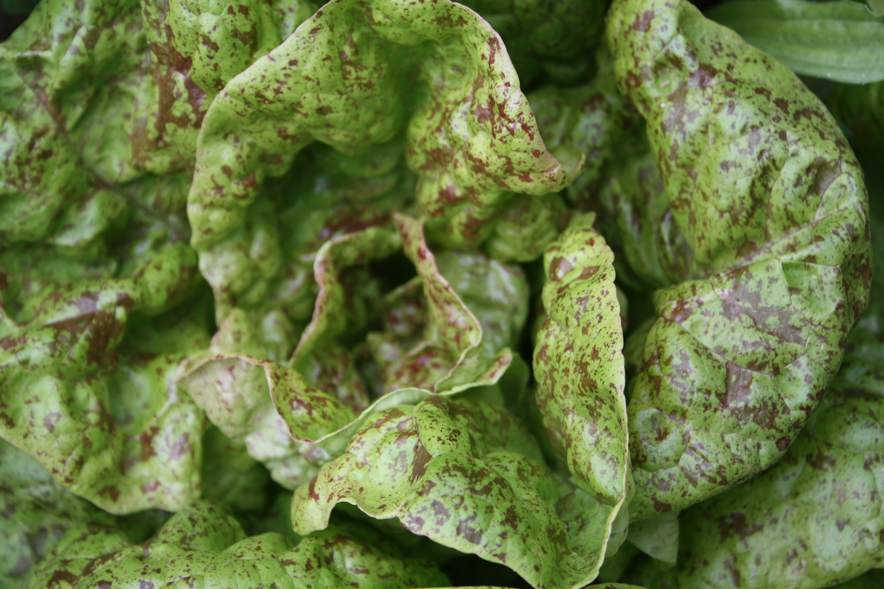 200 Speckled Amish Butterhead Lettuce Seeds Etsy