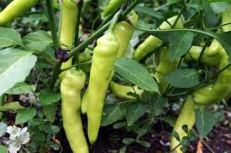 50 Hot Banana Pepper Seeds Capsicum annuum Etsy