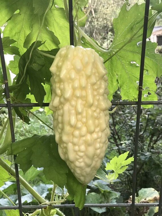 10 Okinawan White Bitter Melon Seeds Momordica Charantia Etsy