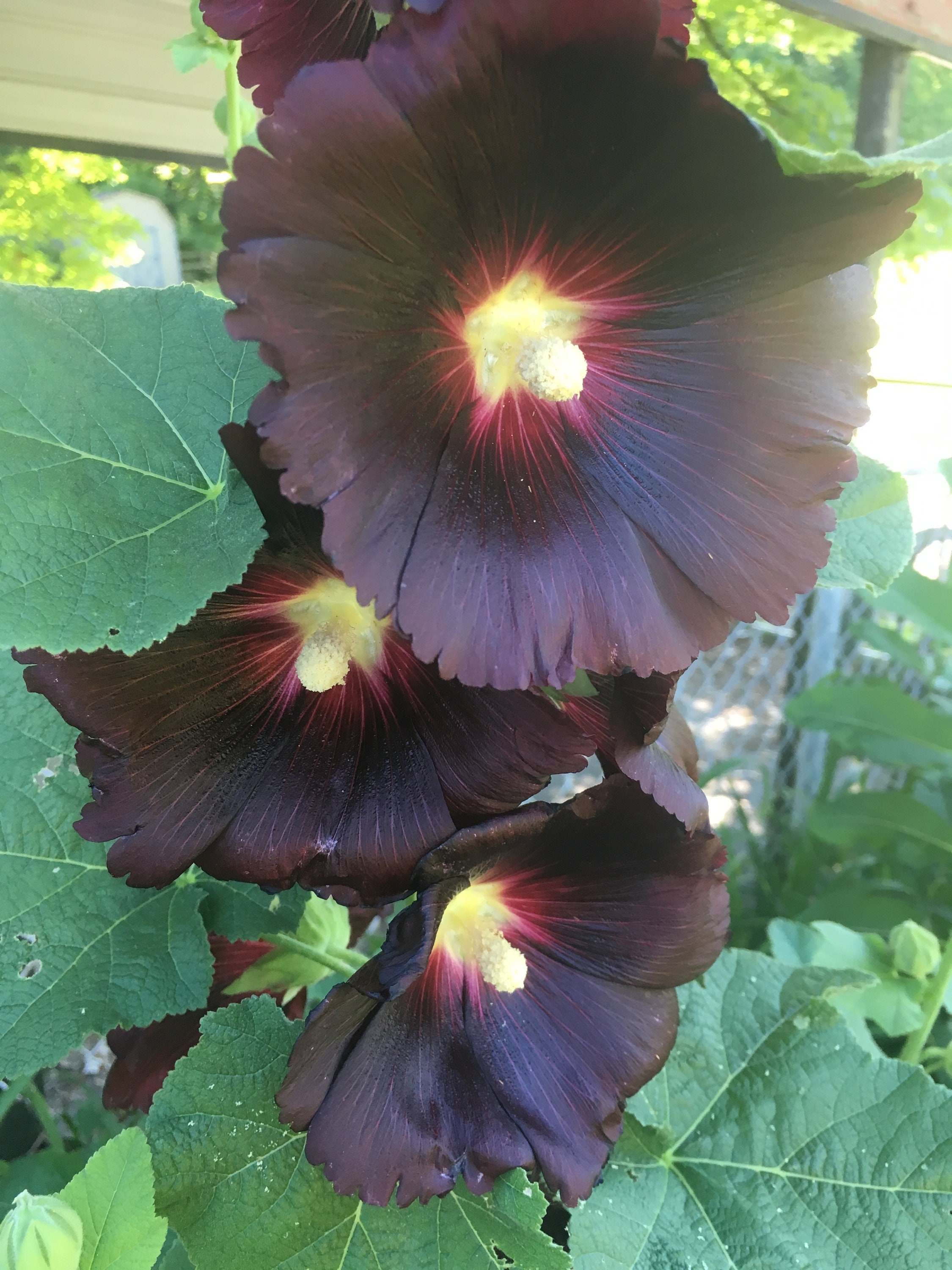 nigra Black Hollyhock 35 seeds Althaea rosea var nigra Black Hollyhock 35 seeds Althaea rosea var