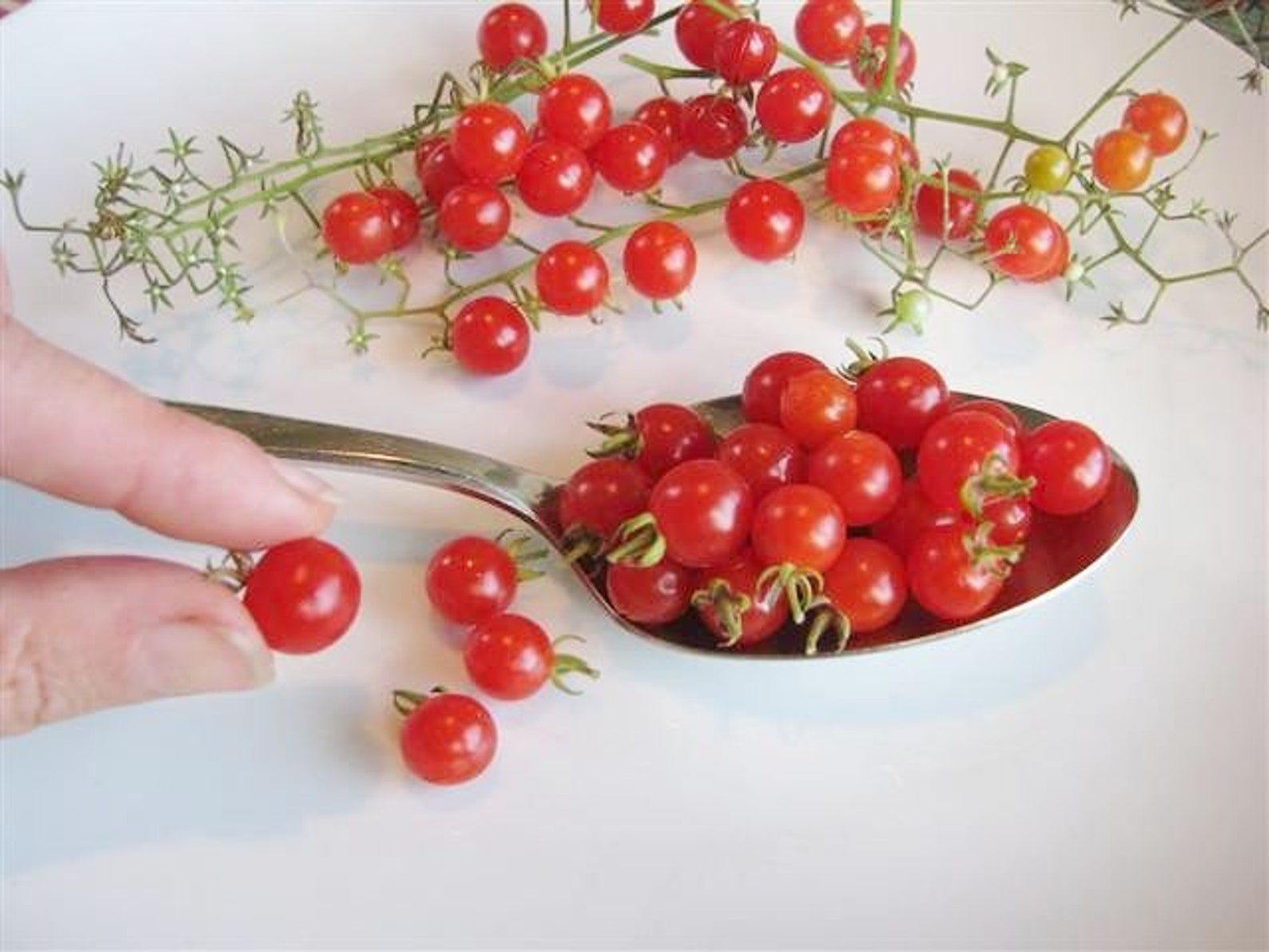 Smallest pea currant spoon
