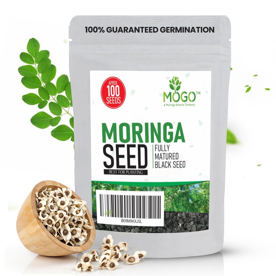 Moringa Seeds for Planting  High Germination, Fresh Non-gmo Seeds,  Fast-growing Moringa Oleifera - Etsy