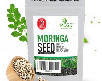 Moringa Seeds for Planting – High Germination, Fresh Non-GMO Seeds, Fast-Growing Moringa Oleifera