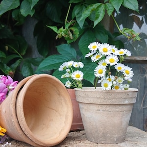 Könnte beinhalten: Zwei Blumentöpfe aus Terrakotta mit matter, erdiger Oberfläche. Ein Topf steht aufrecht und ist mit einem Strauß kleiner weißer Gänseblümchen mit gelben Mitten gefüllt, während der andere Topf daneben auf der Seite liegt und sein Inneres zeigt.