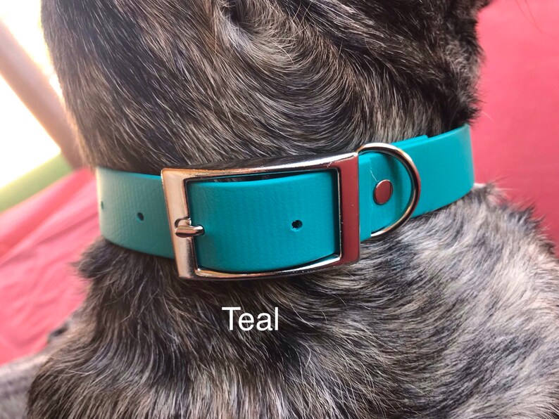 1 Wide BioThane Dog Collar with Traditional Buckle Etsy