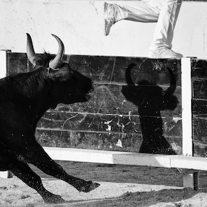 Puede incluir: Un toro negro con grandes cuernos carga hacia una valla de madera. Una persona con pantalones blancos y camisa blanca salta sobre la valla, con su sombra proyectada en la valla detrás del toro.