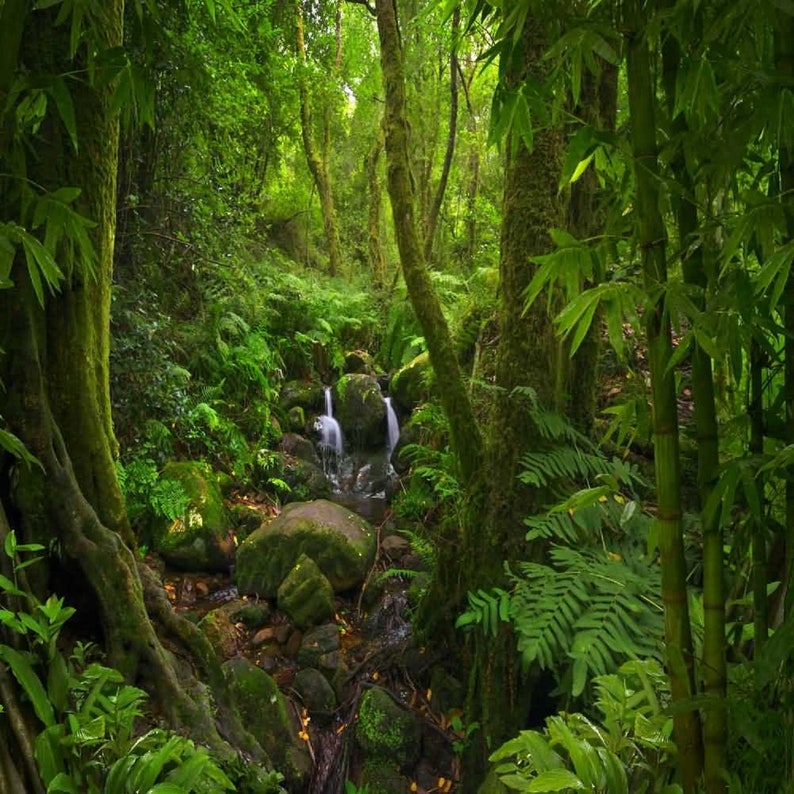 Forest Backdrop Tropical Jungle Background Photography Etsy