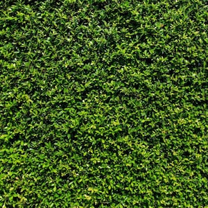 3D Grass Wall Backdrop for Photography Backdrops Wedding Bridal Birthday Background Decor Decorations Photo Booth Printed Fabric PropJHGB103 image 3