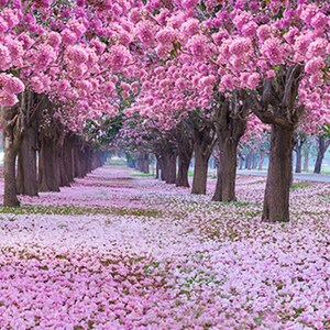 Pink Flower Trees Backdrop for Photography Romantic Tunnel - Etsy