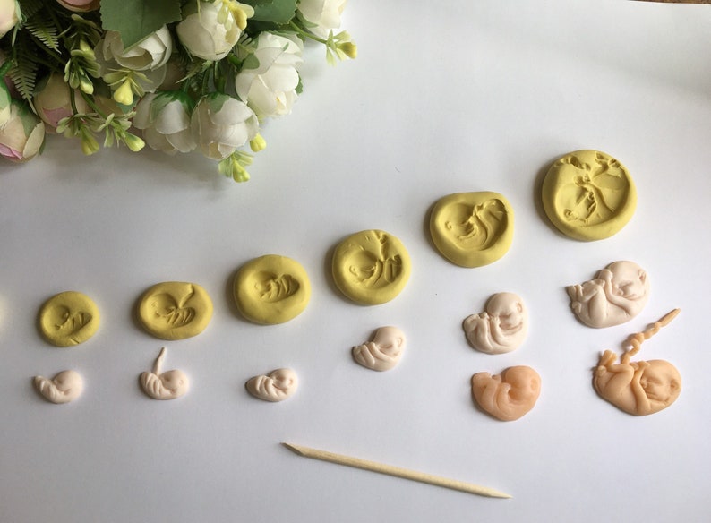 May include: A collection of handmade clay sculptures depicting stages of fetal development. The sculptures are in shades of yellow and beige, arranged in a sequence. A wooden tool is also present.