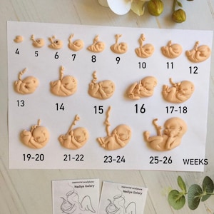 Embryo 4-12 weeks gestation fetus,Fetus, 9 weeks embryo,Honor Sculpture-babys,Gift for mothers,8 week fetus sculpture,miscarriage 7weeks