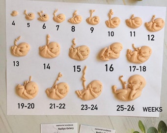 Embryo Week Old Baby 24 Weeks Pregnant Month Old Baby In The Womb