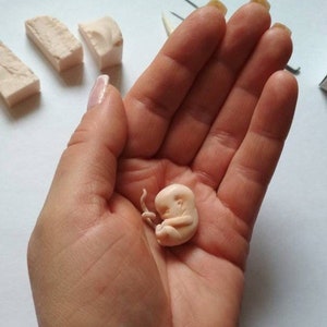 Embryo 10weeks gestation fetus,6-7weeks embryo,Honor Sculpture-babys,Gift for mothers,8 week fetus sculpture,keepsake,miscarriage