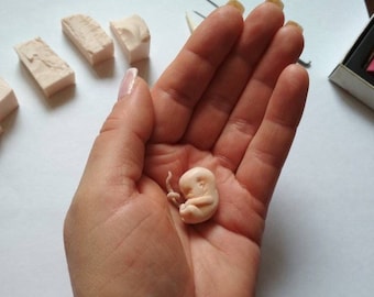 Polymer Clay Embryo Sculpture, Gestation Keepsake, Mother's Gift