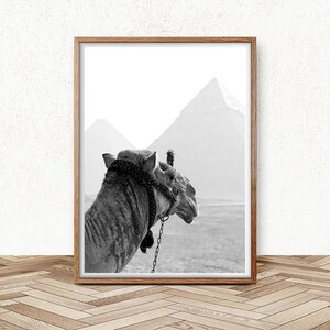 May include: A black and white photograph of a camel standing in front of a desert landscape with pyramids in the background.