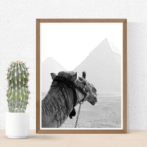 May include: A black and white photograph of a camel in front of a desert landscape with pyramids in the background.