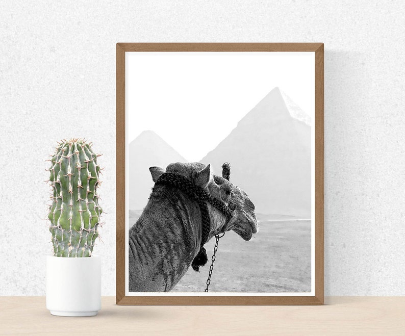 May include: A black and white photograph of a camel in front of a desert landscape with pyramids in the background.