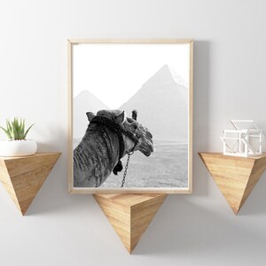 May include: Black and white photograph of a camel standing in front of the pyramids in Egypt.