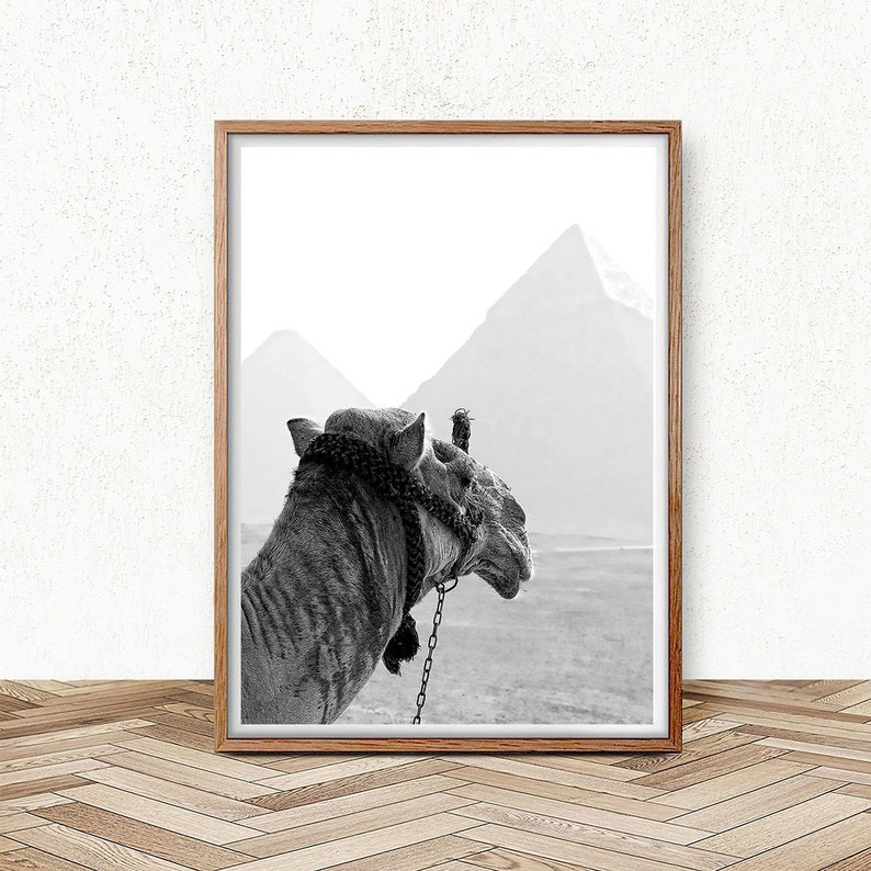 May include: A black and white photograph of a camel standing in front of a desert landscape with pyramids in the background.