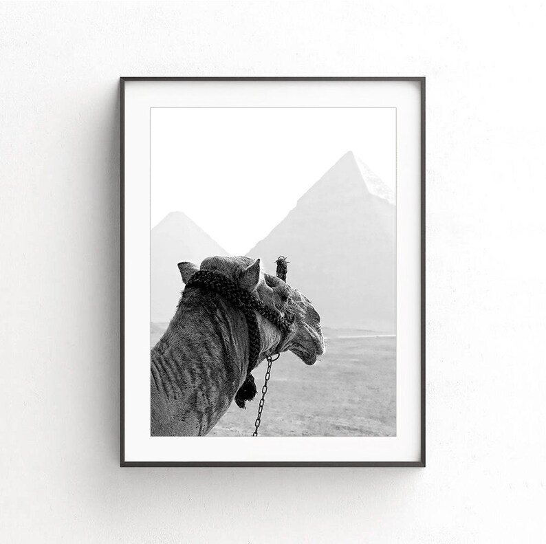 May include: A black and white photograph of a camel standing in front of a desert landscape with pyramids in the background.