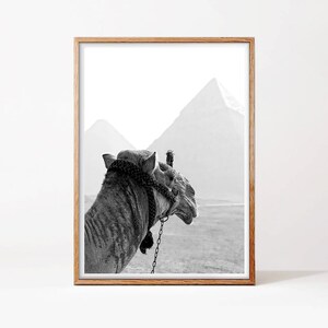 May include: A black and white photograph of a camel standing in front of the pyramids. The camel is facing away from the camera and looking to the right. The pyramids are in the background and are partially obscured by fog.